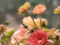 -上海虹桥迎宾馆