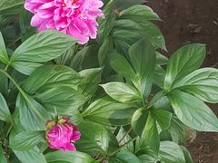 -洛阳市隋唐城遗址植物园