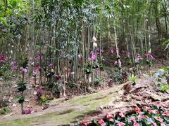 -广州市石门国家森林公园