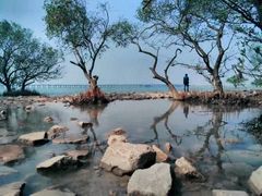 -宝安西湾红树林湿地公园