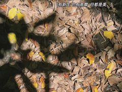 -华侨城湿地公园