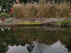 -成都市活水公园