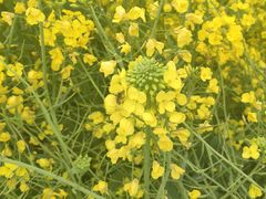 -中国天府农业博览园