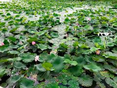 -黑龙江扎龙生态旅游区