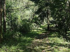 -大浪坝森林公园