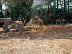 -上海野生动物园老虎餐厅