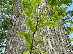 -黄海国家森林公园