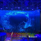 梦幻水晶球🔮内就餐是什么体验❓