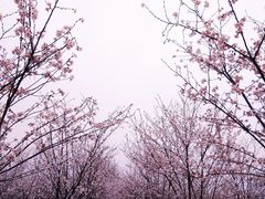 -天王浮山樱花园