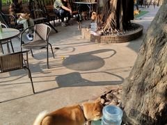 -柴犬高等学院·狗咖·柴犬售卖·宠物训练