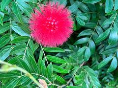 -亚龙湾国际玫瑰谷