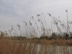 -大兴滨河森林公园