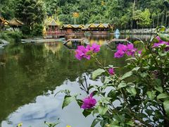 -西双版纳原始森林公园