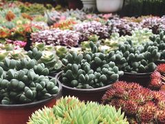 -秦美花卉(天朗·莱茵小城2期店)