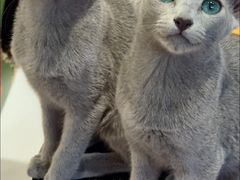 -琪喵猫屋·撸猫猫咖·猫舍