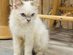 -楼上猫咖(罗湖店)