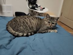 -美联众合动物医院(·中兽医·疑难杂症·严家桥分院)