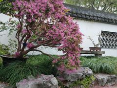 -上海醉白池公园