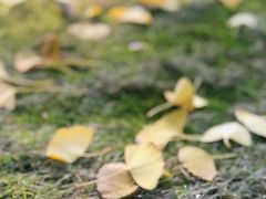 -重庆市江北嘴中央商务区中央公园