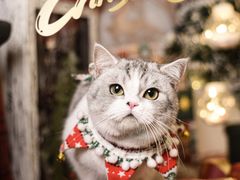 -读宠于你·约克夏比熊·睫角守宫·爬宠售卖(高新店)