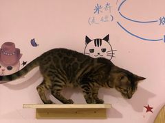 -三花喵·撸猫购宠·宠物生活馆(虹桥南丰城店)