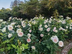 -人民公园(罗湖区)