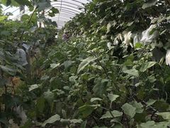 -美家乐农庄·露营·团建(大治路店)