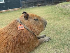 -鹿境梅花鹿生态园区
