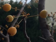 -SFC上影影城(淞南店)