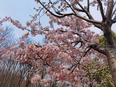 -顾村公园