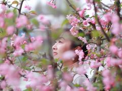 -高东镇樱花园