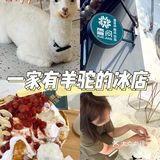 在南阳也可以撸羊驼🦙