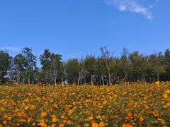 -瑶湖郊野森林公园