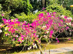 -中国科学院西双版纳热带植物园