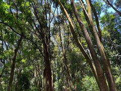 -黄埔油麻山森林公园