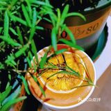 杭州首家柿子咖啡🍅好喝si了😭快去喝‼️