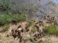 -野鸭湖国家湿地公园