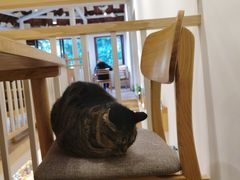 -猫的天空之城概念书店(苏州平江店)