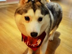 -Husky Go! 哈士奇体验馆·宠物咖啡厅狗咖