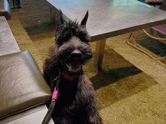 -J Create城市露营咖啡·简餐·宠物(上海动物园店)