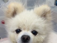 -宠福鑫康馨动物医院·骨科·眼科