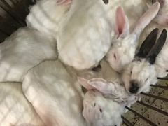 -温江公平红烧兔(总店)