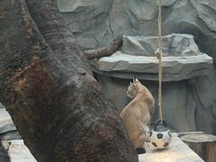 -青藏高原野生动物园
