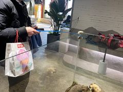 -浣熊柯尔鸭土拨鼠·电玩咖