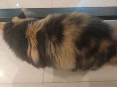 -IYO矮哟猫主题休闲馆·猫咖(南山店)