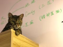 -三花喵·撸猫购宠·宠物生活馆(虹桥南丰城店)