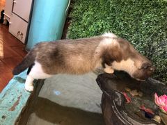 -猫小院猫主题咖啡厅(北锣店)