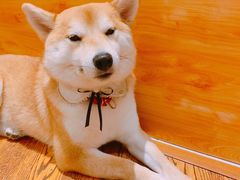 -柴务处·柴犬主题狗咖