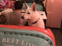 -百好乐宠物友好餐厅(朝外大街店)