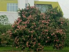 -广州花之恋城堡酒店